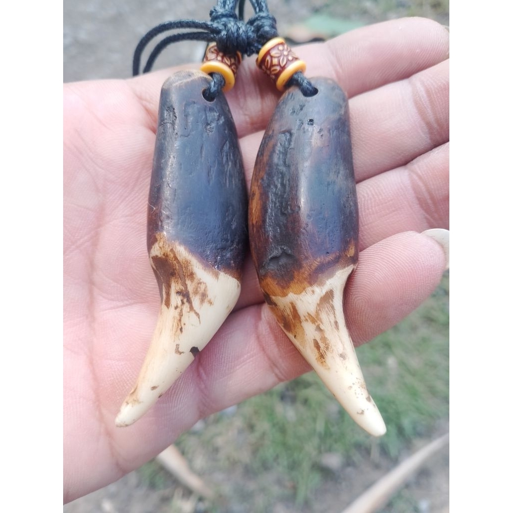 kalung sepasang taring beruang