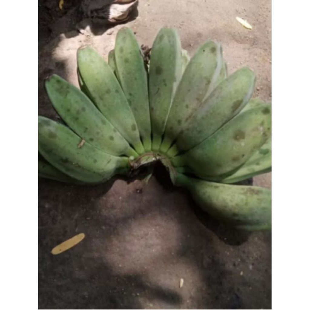 

pisang kepok matang dan mentah. 1epek/sisir