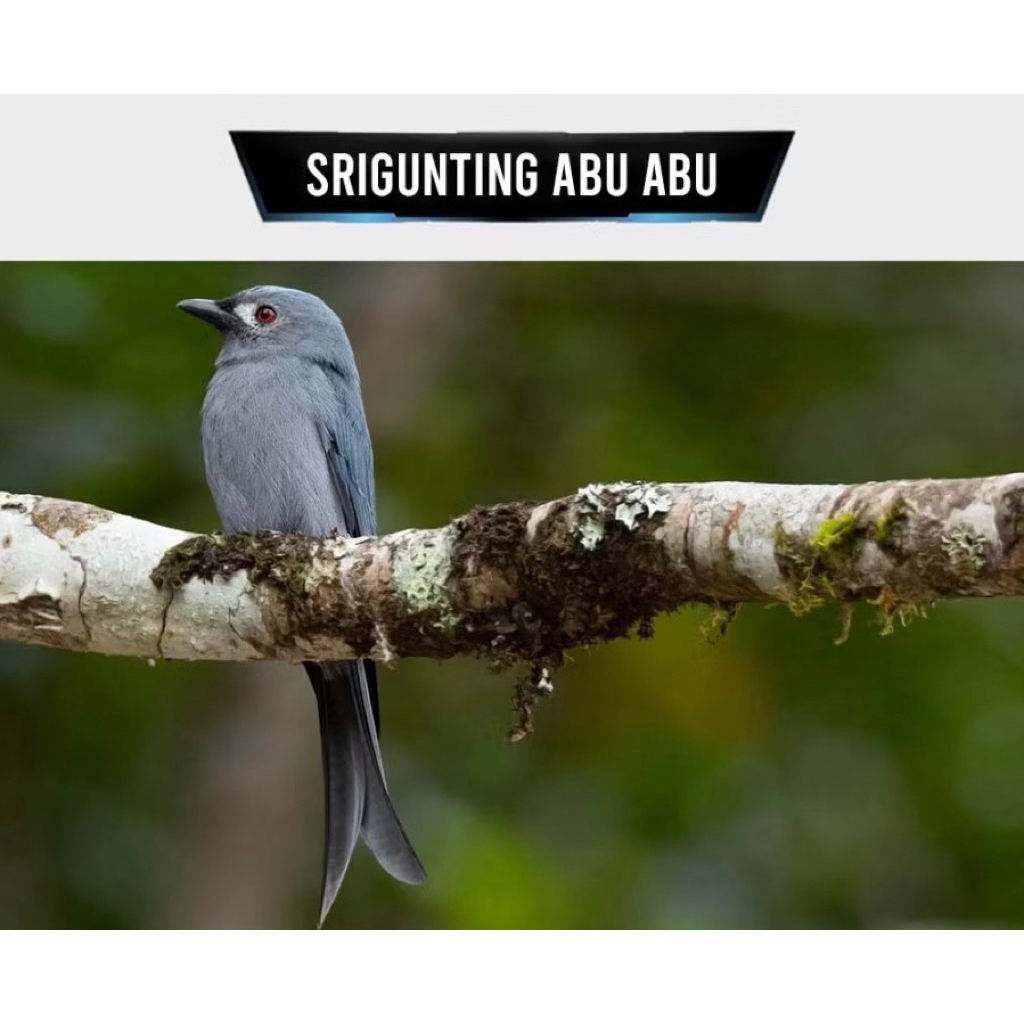 srigunting abu smtr pilihan