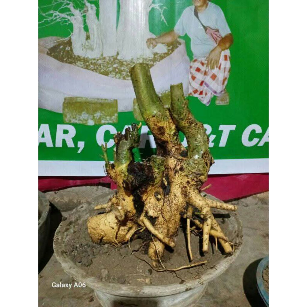 bahan bonsai serut