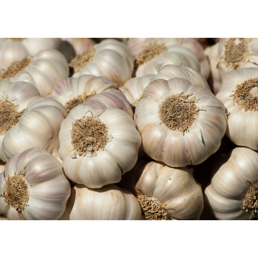 

BAWANG PUTIH SEGAR BATAM