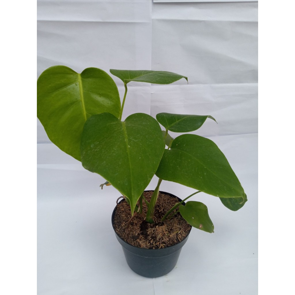 Monstera Deliciosa - Monstera - Philo - Phillodendron  - Bibit monstera