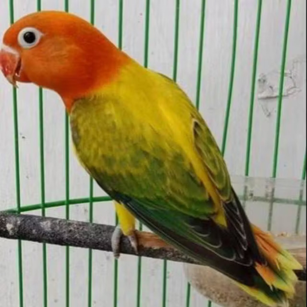 Lovebird Biola Euwing Gold pilihan