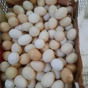 

Telor Kampung 1 Biji