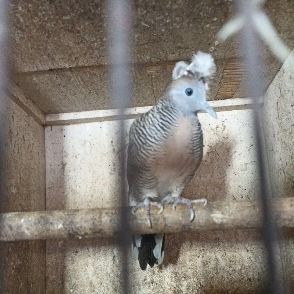 Burung Perkutut Lokal Jambul Katuranggan Songgo Ratu