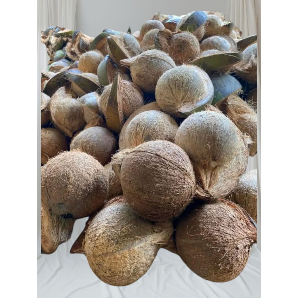 

kelapa tua kupas Klapa tua parut