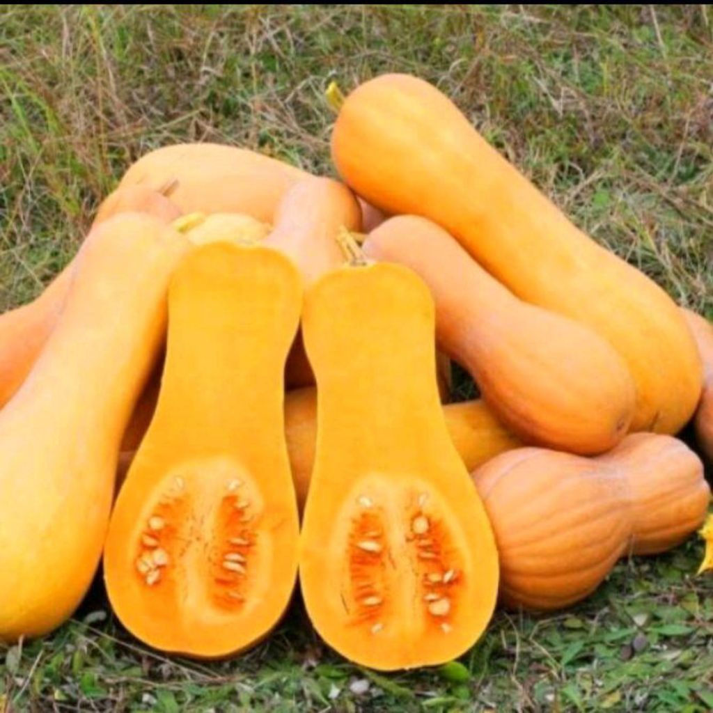 BENIH LABU/WALUH MADU 200 BIJI TERMURAH DAN TERLARIS