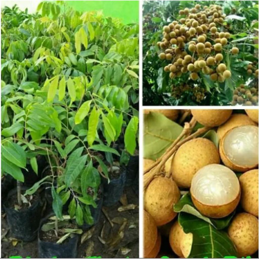 

KELENGKENG NEW KRISTAL bibit unggul berkwalitas