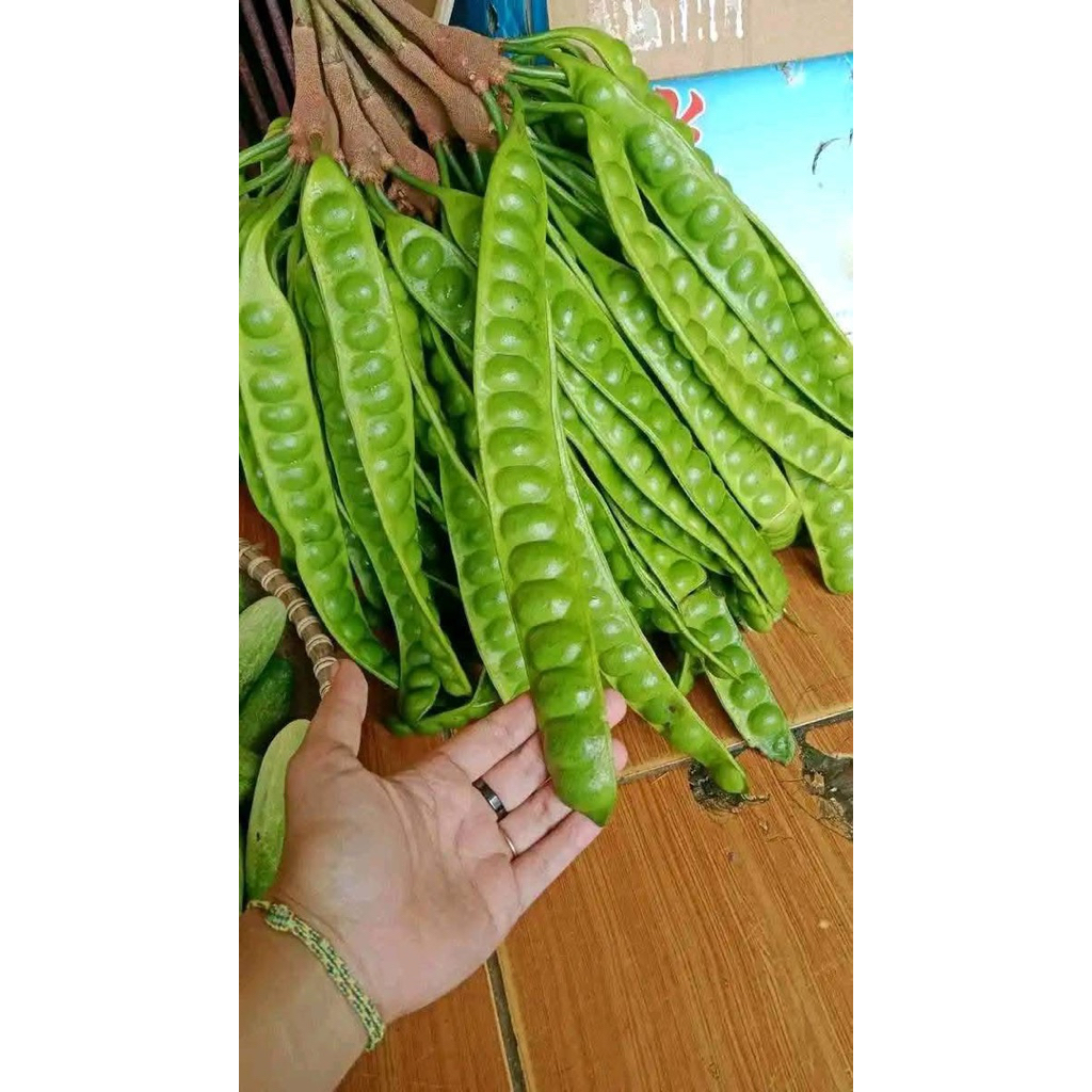 

PETE PETAI TUA SUPER PER 5 PAPAN LONJOR