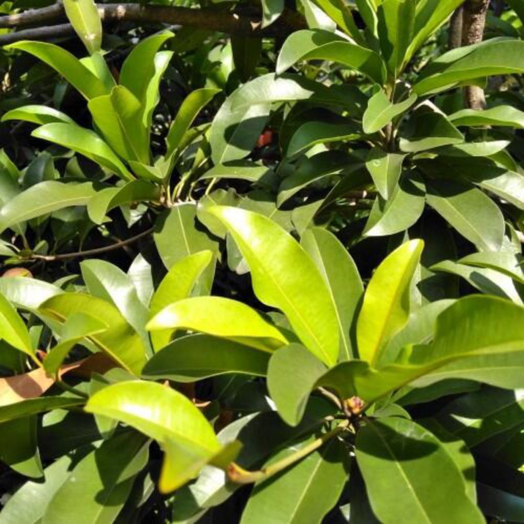 

1 kg daun sawo manila segar fresh petik. produk berupa daun ya kaka.