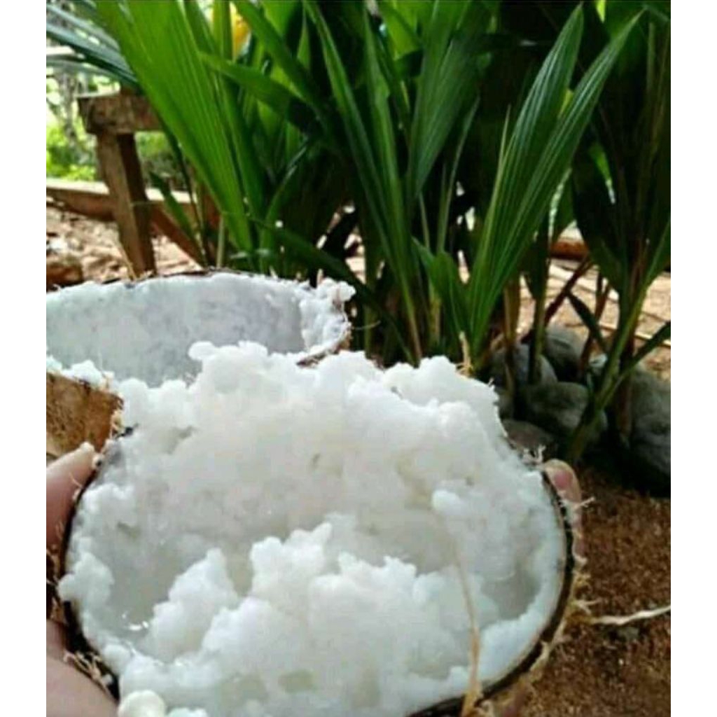 

kelapa kopyor asli 100% diameter 47-50