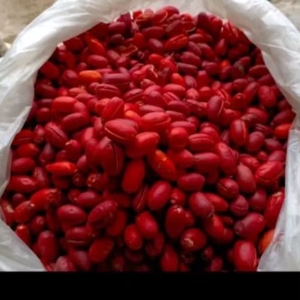 

kulit melinjo langsung dari tani