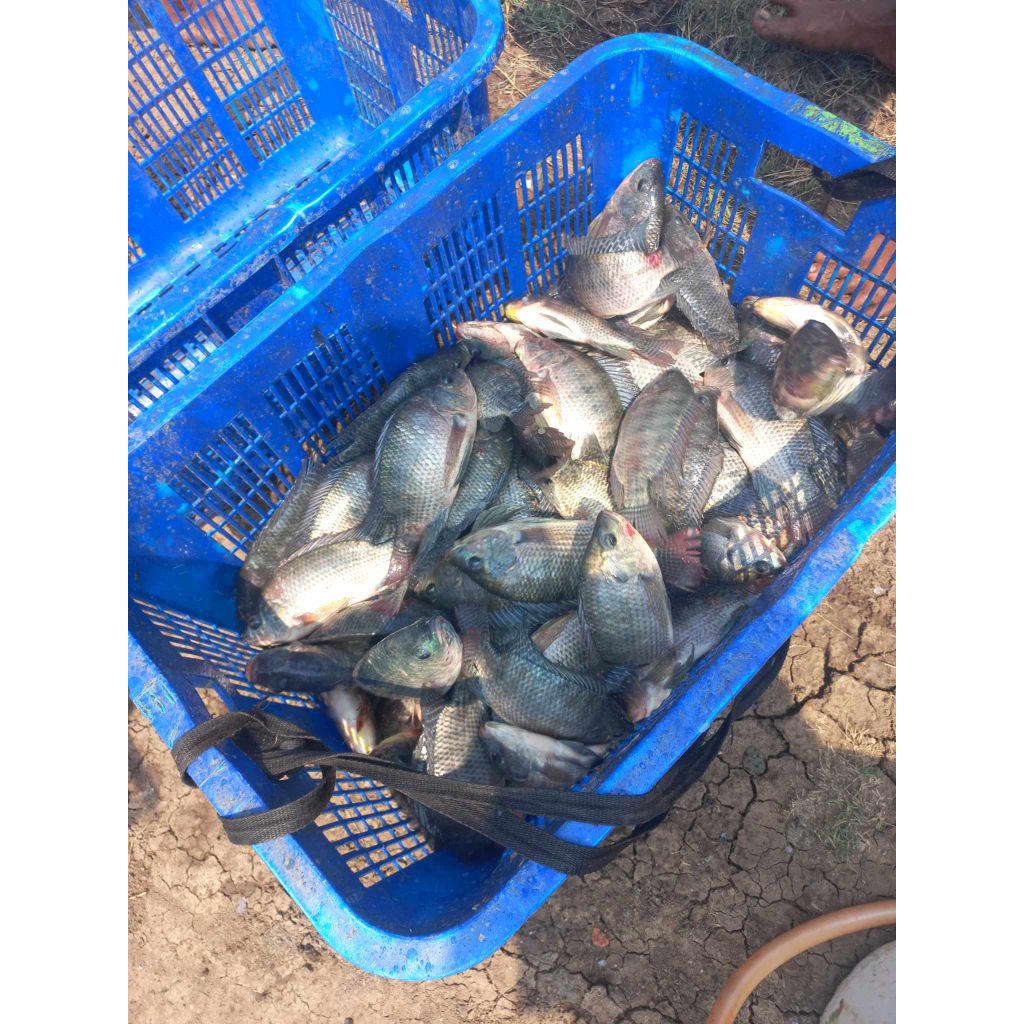 

ikan nila . ikan emas dan fatin