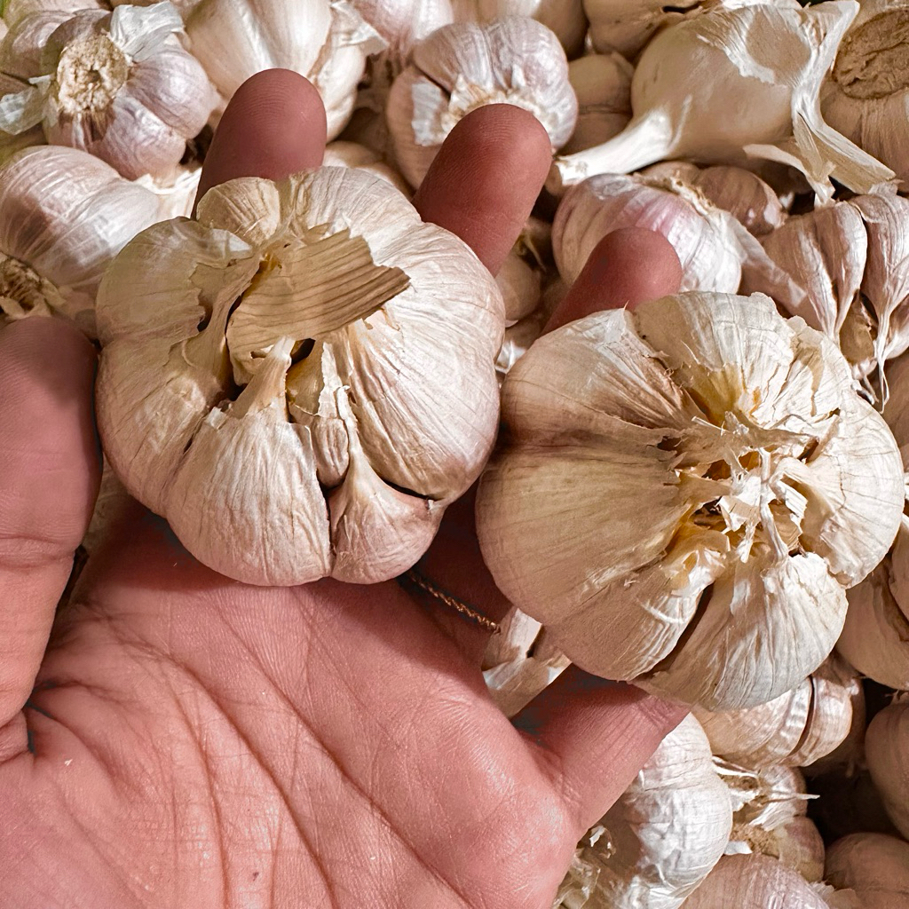 

Bawang Kating 500gr-1000gr Bersih Murah Premium