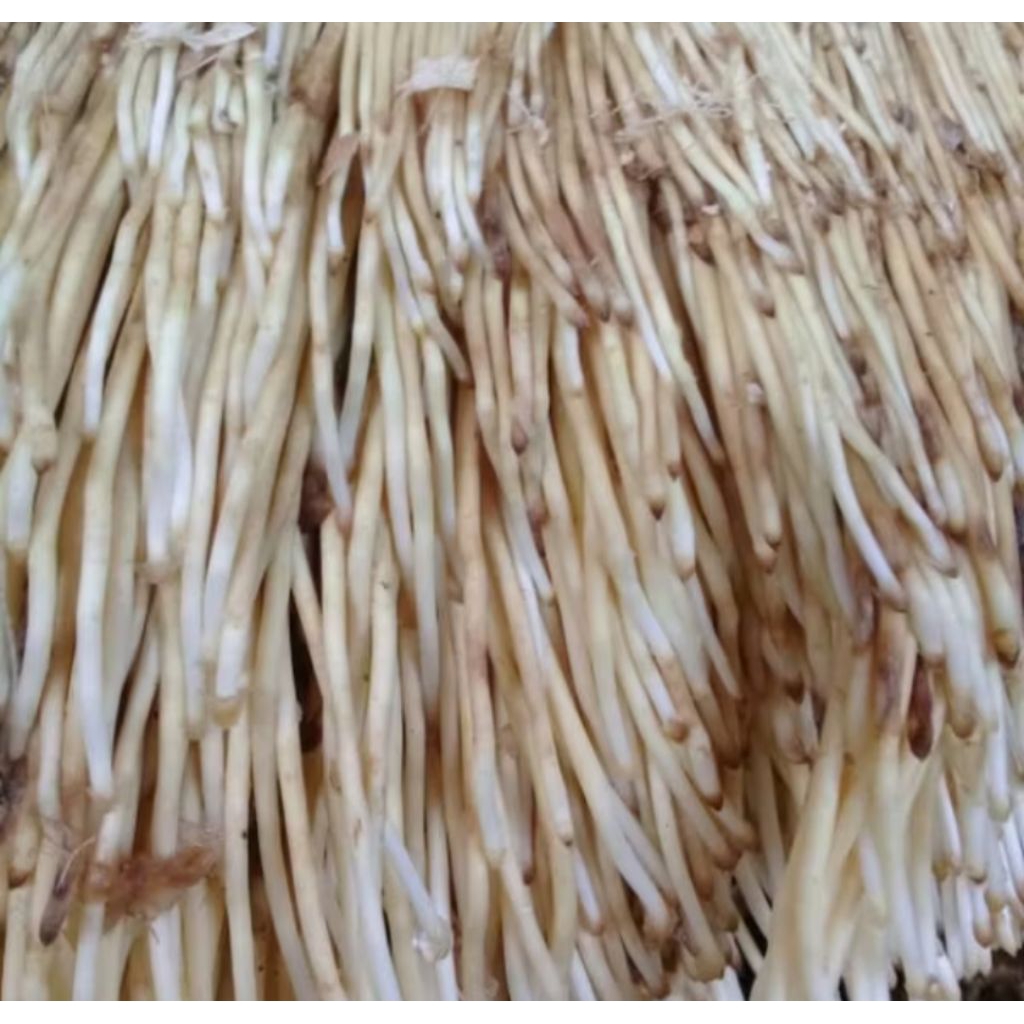 

Akar bambu segar/bersih 1kg berkualitas