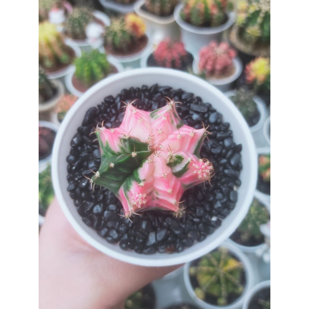 gymno miha hybrid pink