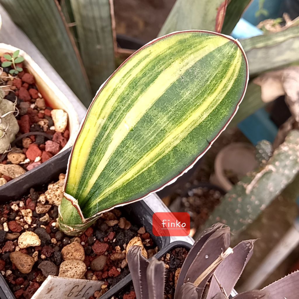 R. 979. sansevieria sinus simiorum 'giant bat' variegata.