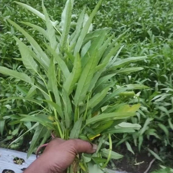 

benih biji kangkung 2 paket 200 biji