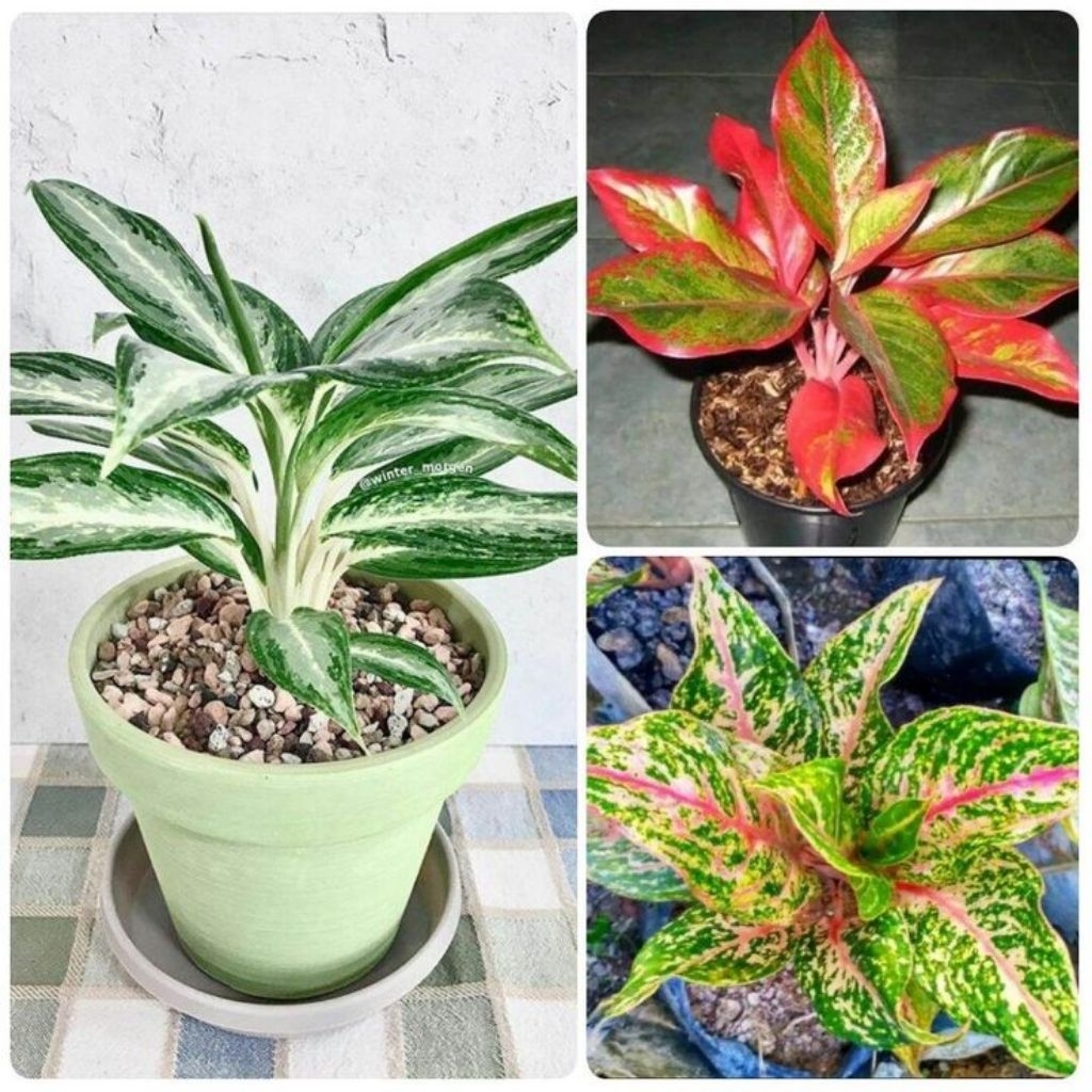 PROMO Paket 3 Tanaman Hias Aglonema - Aglonema Lipstik-Aglonema  Butterfly - Aglonema Blanceng - Bun