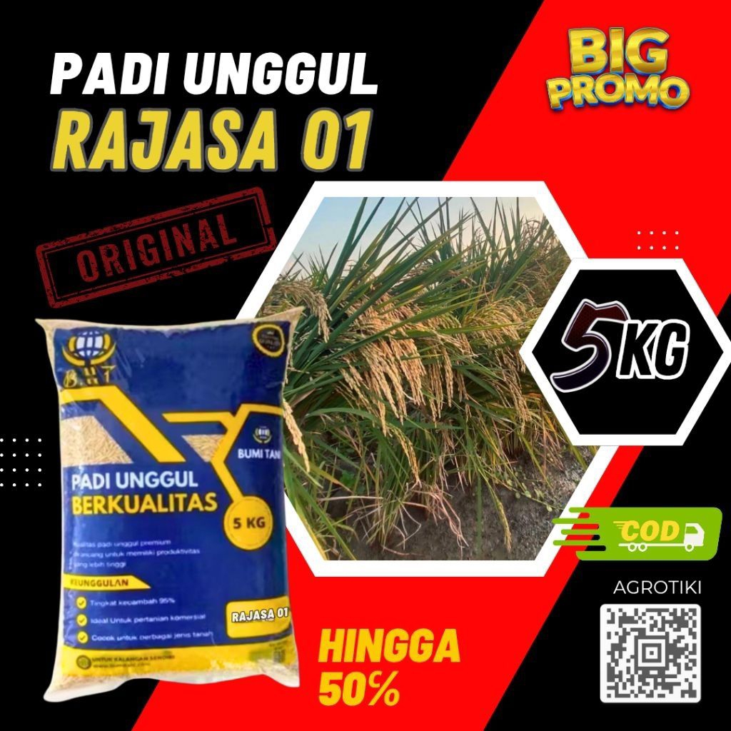 bibit padi rajasa berat 5kg