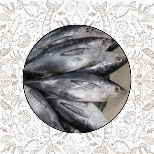 

IKAN TONGKOL FRESH FROZEN QUALITY PREMIUM