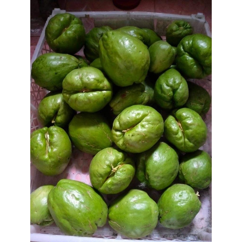 

KEBUN RAYA- Paket 10 Bibit Labu Siam/Jipang