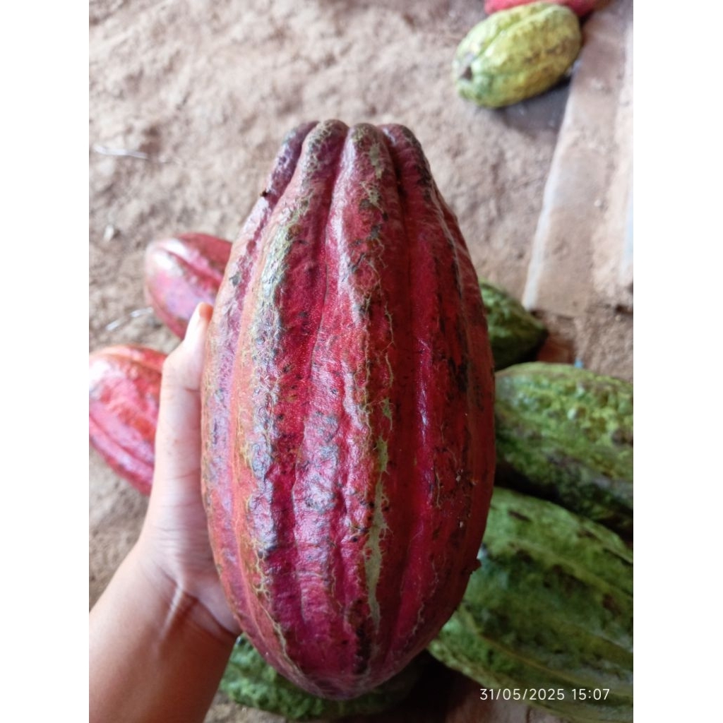 Bibit kakao MCC 02 1000 biji kupasan