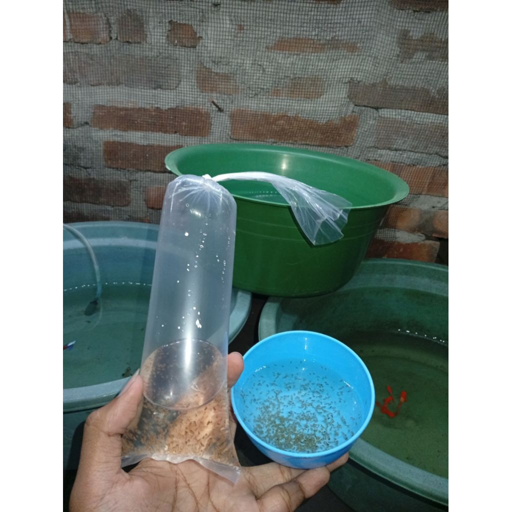 Starter Dapnia Magna / Kutu Air Raksaksa / DM / Pakan Ikan Guppy Cupang Molly