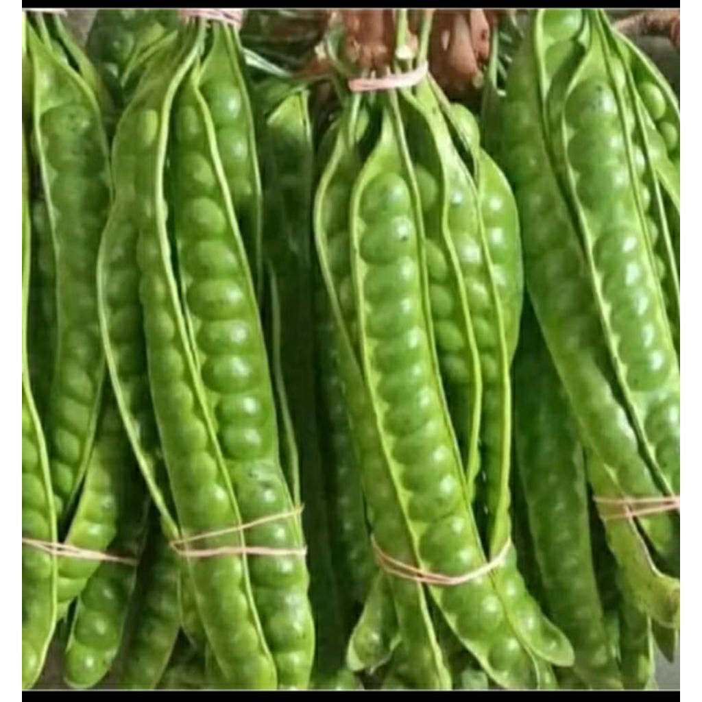 

petei per 1 ikat isi 10 papan atau lonjor fresh ukuran sedang