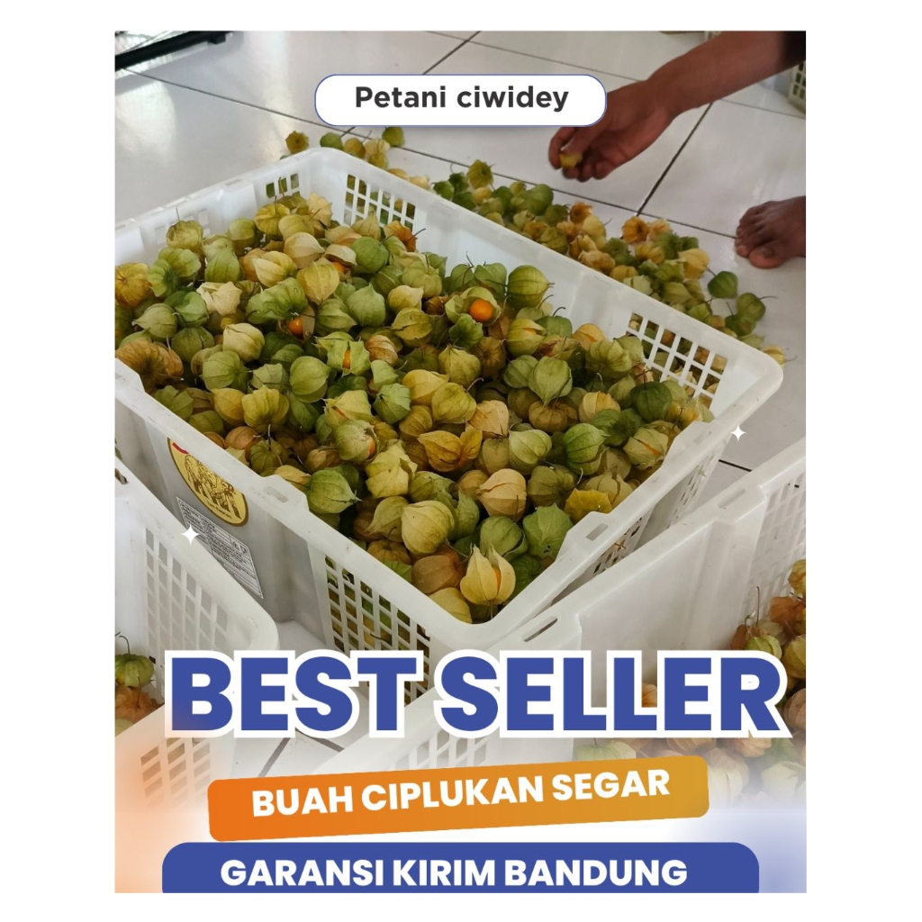 

CECENDET CIPLUKAN GOLDEN BERRY SEGAR 5 ONS