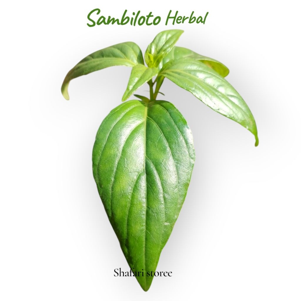 

Daun Sambiloto Herbal 10 Lembar Helai Segar Fresh