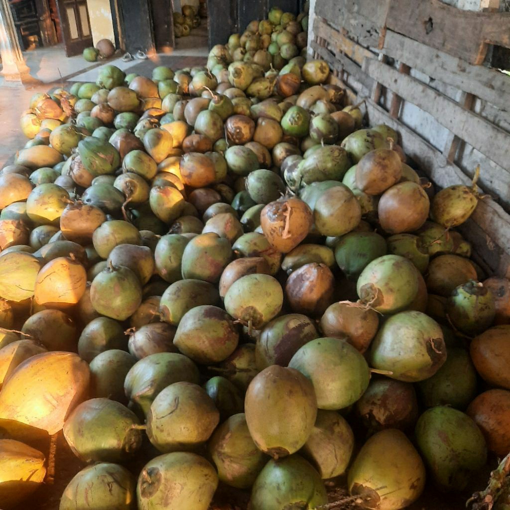 

kelapa muda lokal jawatimur