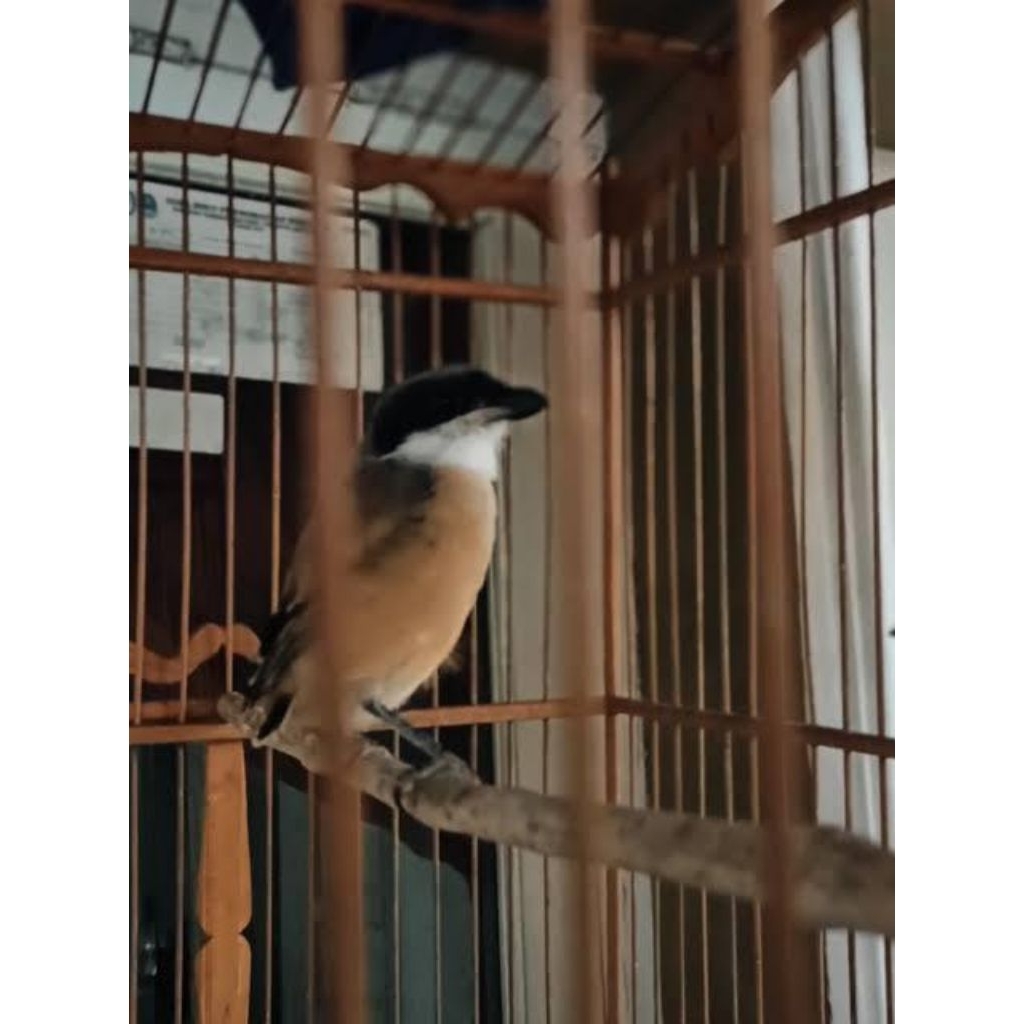 pentet jatim pilihan jantan Bondol super