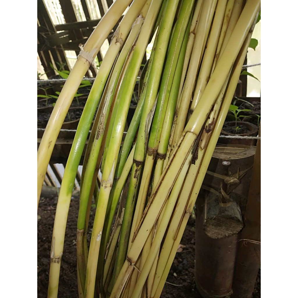 Rotan Besar | panjang 1 meter | 2 batang