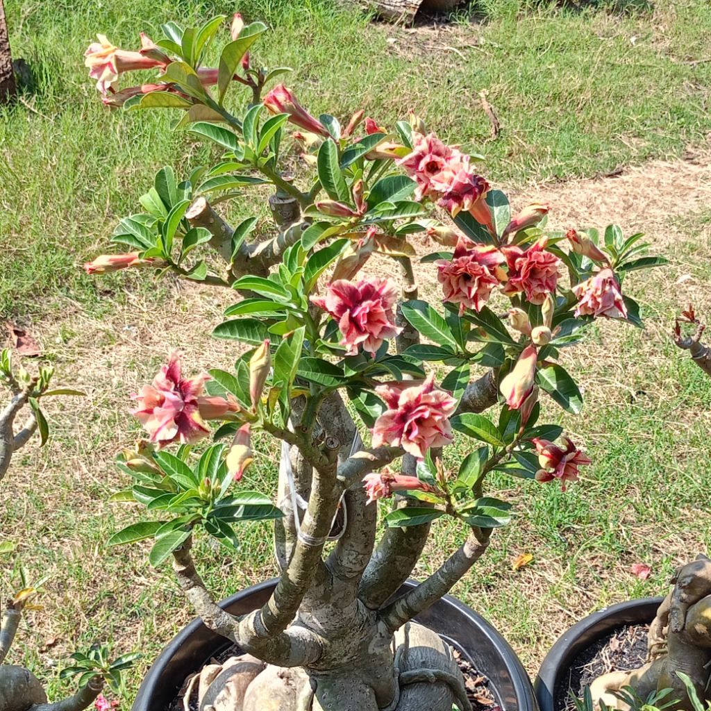 ADENIUM JUMBO GRAFTING BUNGA TUMPUK SINGLE