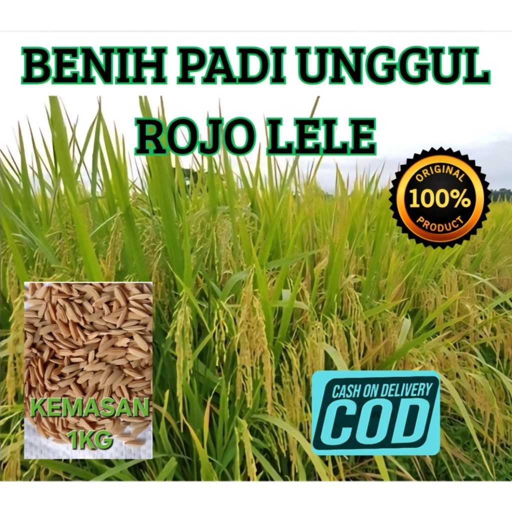 BENIH PADI UNGGUL ROJO LELE / BIBIT PADI ROJO LELE KEMASAN 1KG