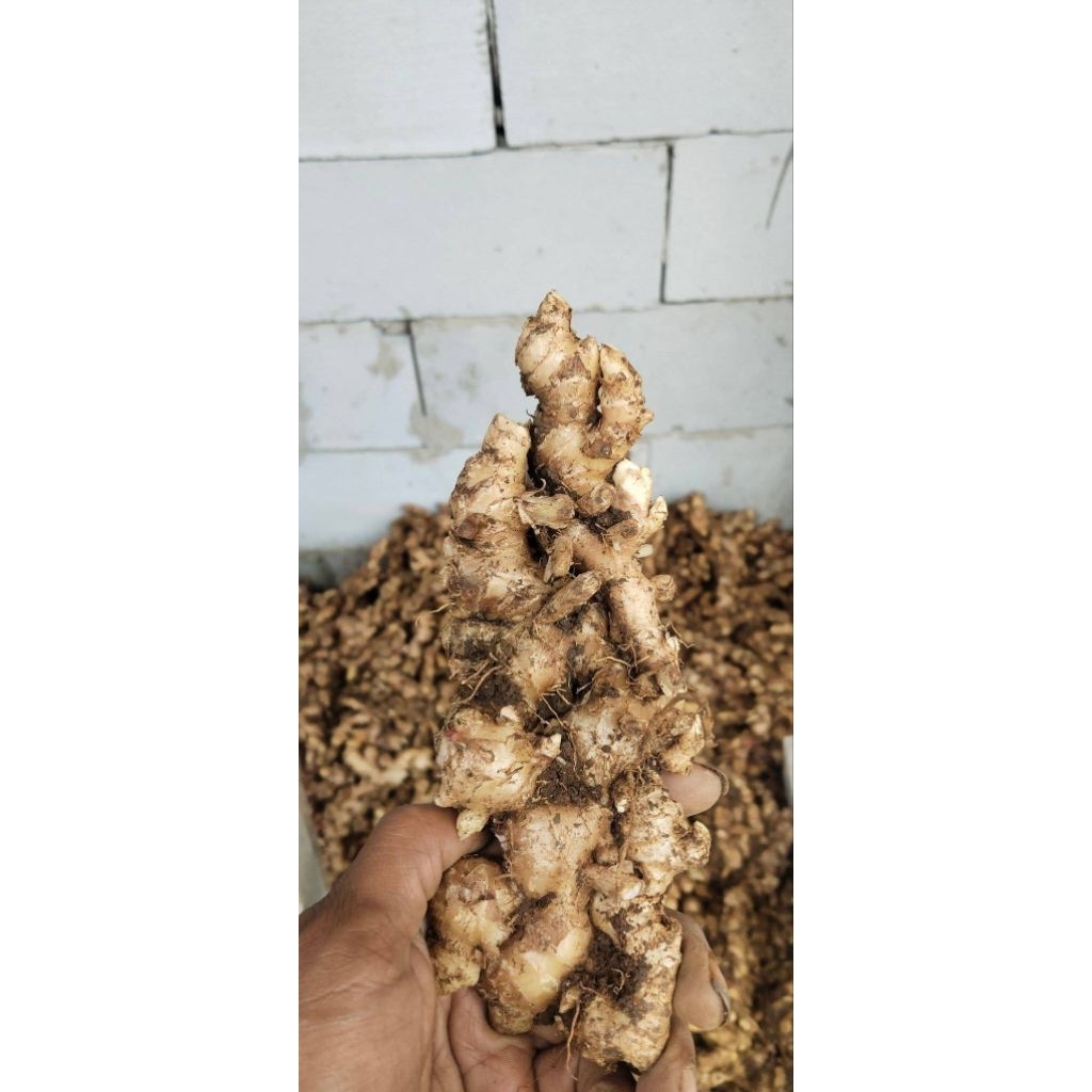 

jahe emprit tanpa cuci kemasan 1 kg