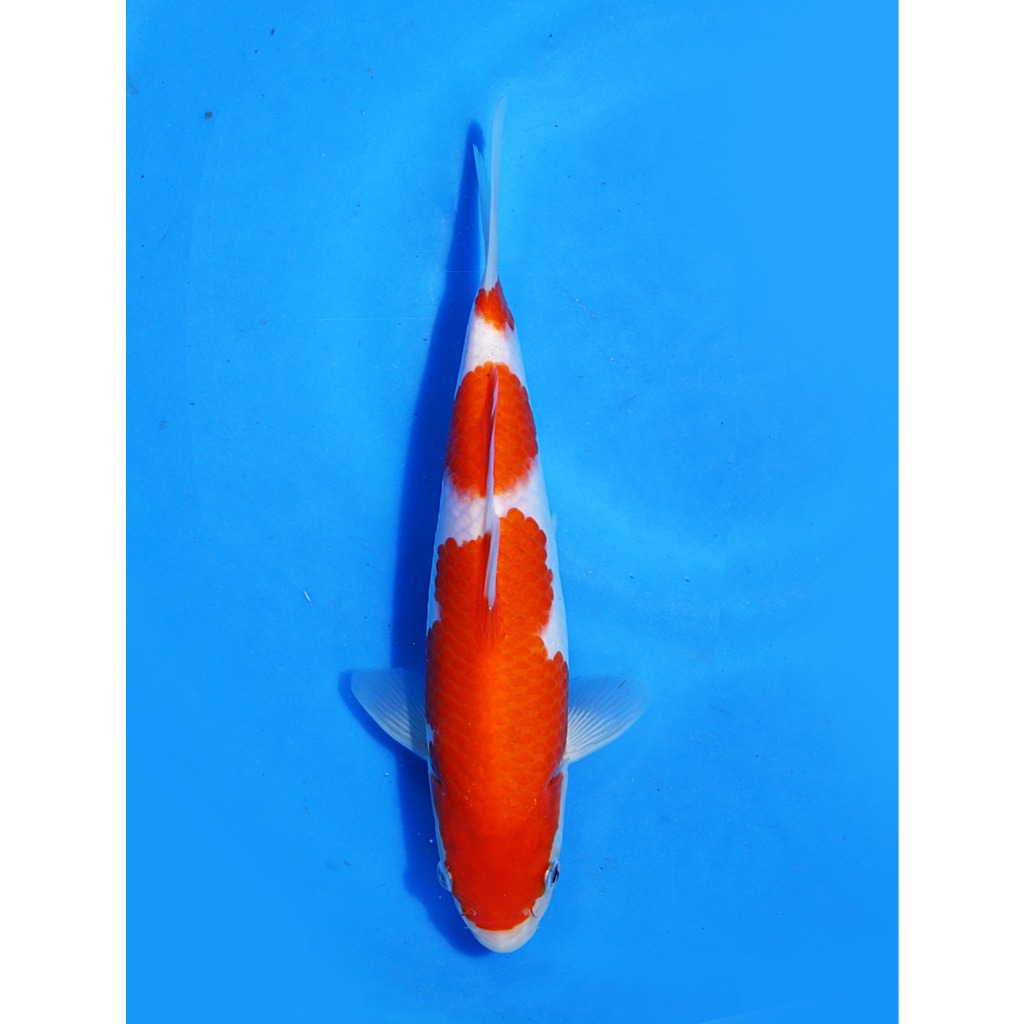 Koi Import Kohaku Marudo Koi Farm Size 23 cm
