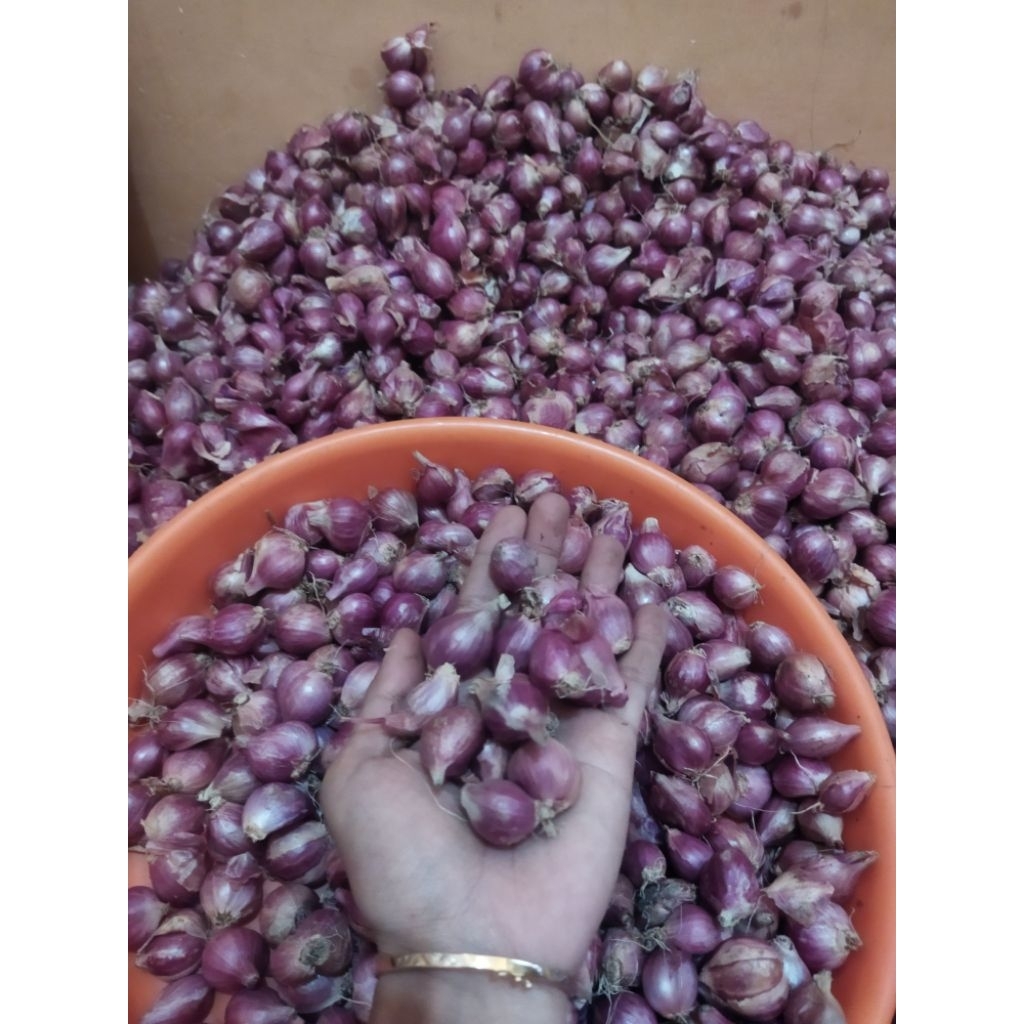 

Bawang Merah UKURAN SEDANG (CAMPUR)