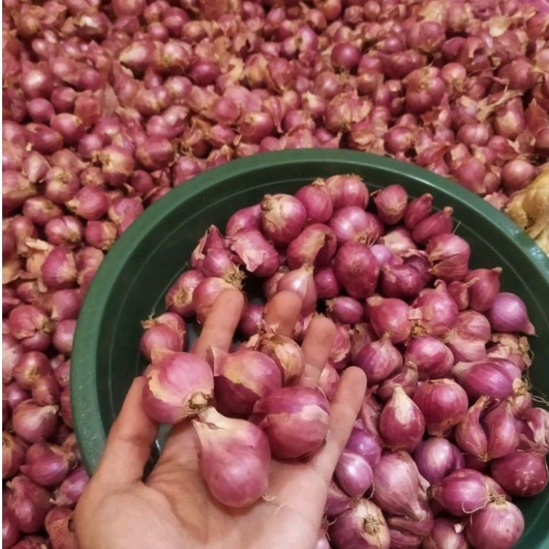 

bawang merah ukuran BESAR