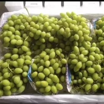 

Buah anggur hijau Stella belaa manis segar super fresh