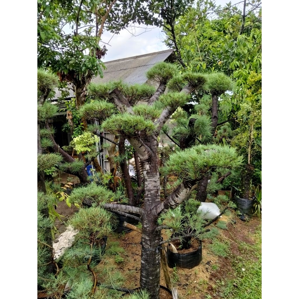 

bonsai cemara udang / pohon cemara udang 2,5meter