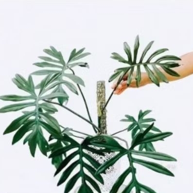 Tanaman Hias Philodendron - Philodendron Mayoi - Philo Mayoi - Mayoi