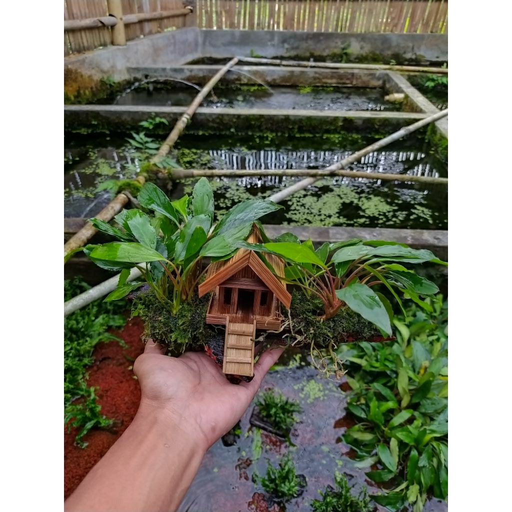 Miniatur rumah media kayu rentek anubias sp tanaman aquascape