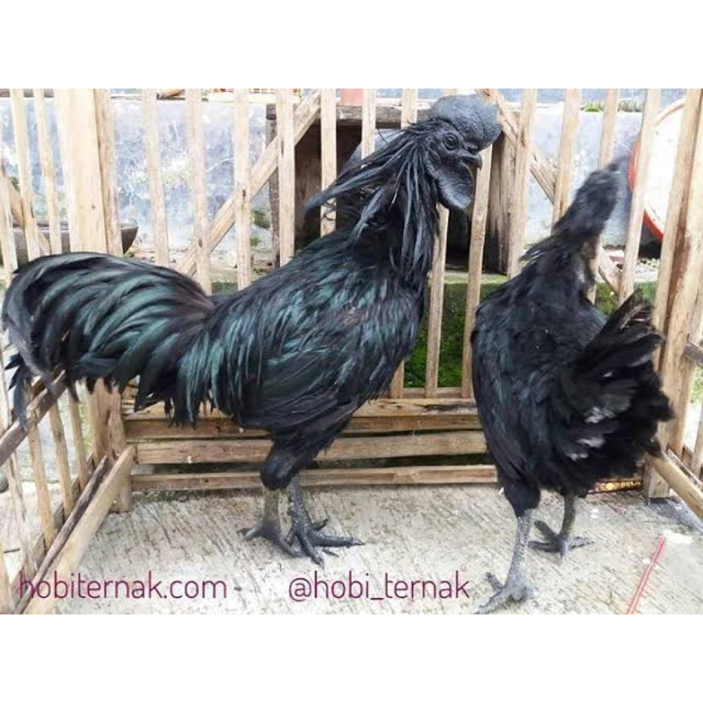 ayam cemani usia 7 bulan pilihan super asli