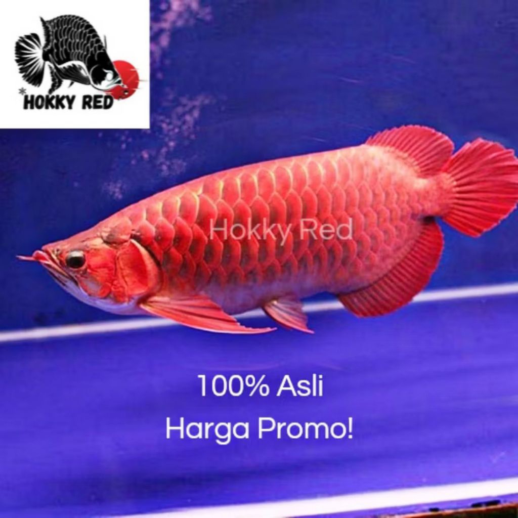 Arwana Super Red Grade A++ Asli Lengkap Sertifikat & Chip