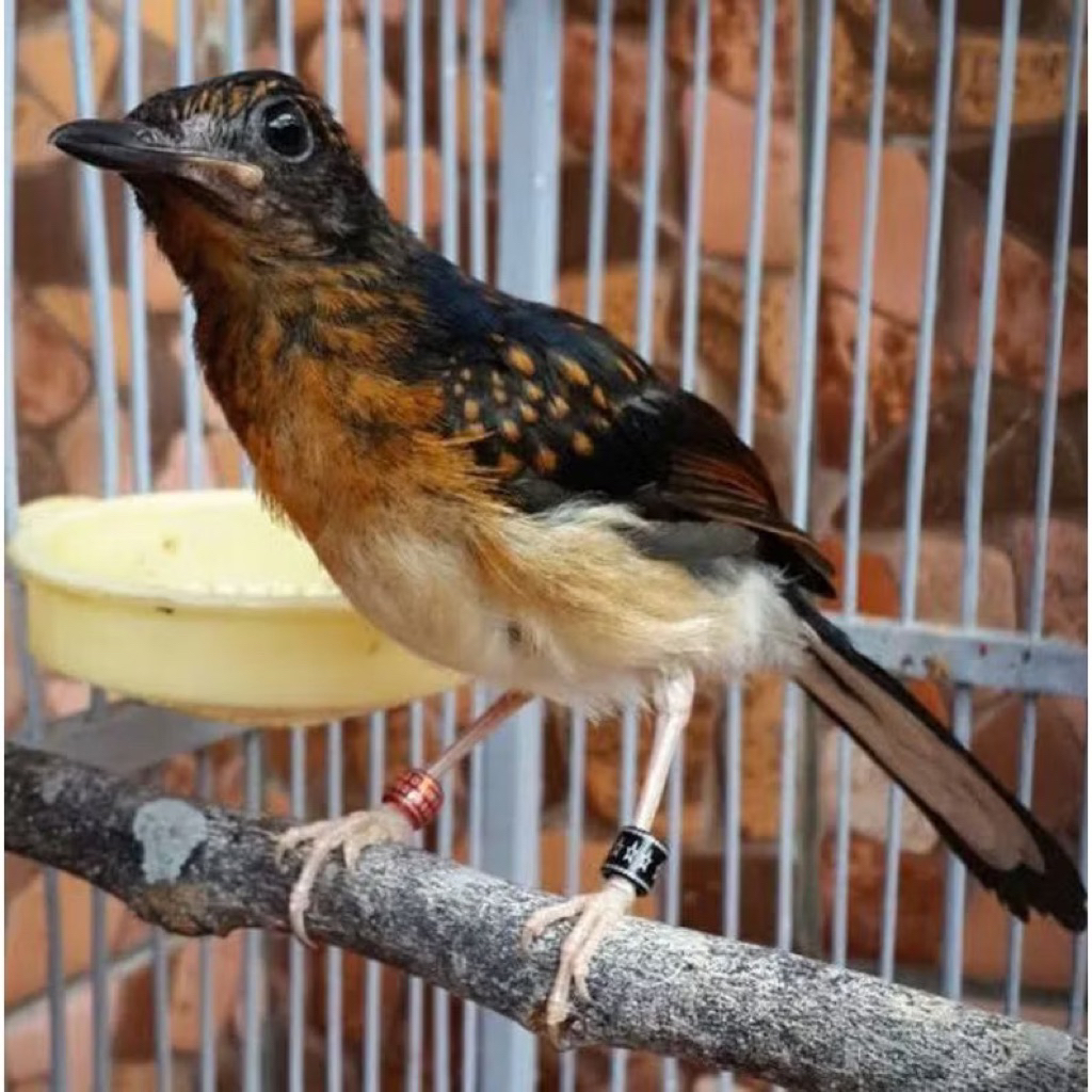 Murai medan Trotol jantanTernakan terah prestasi