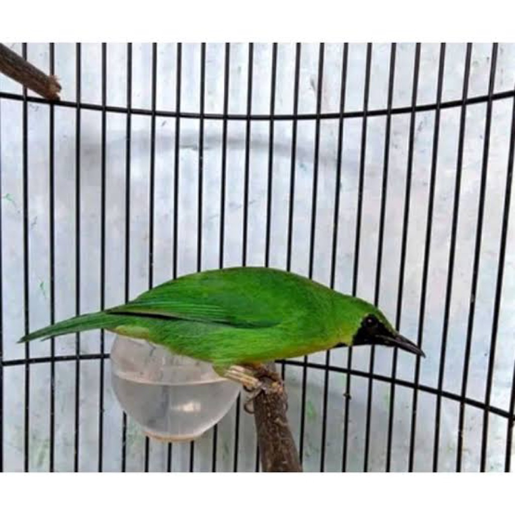 cak ijo mini pilihan jantan super