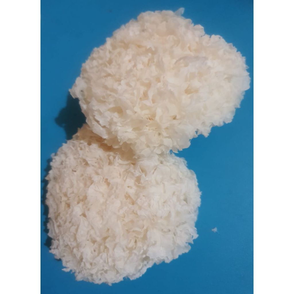 

jamur salju / jamur es bijian