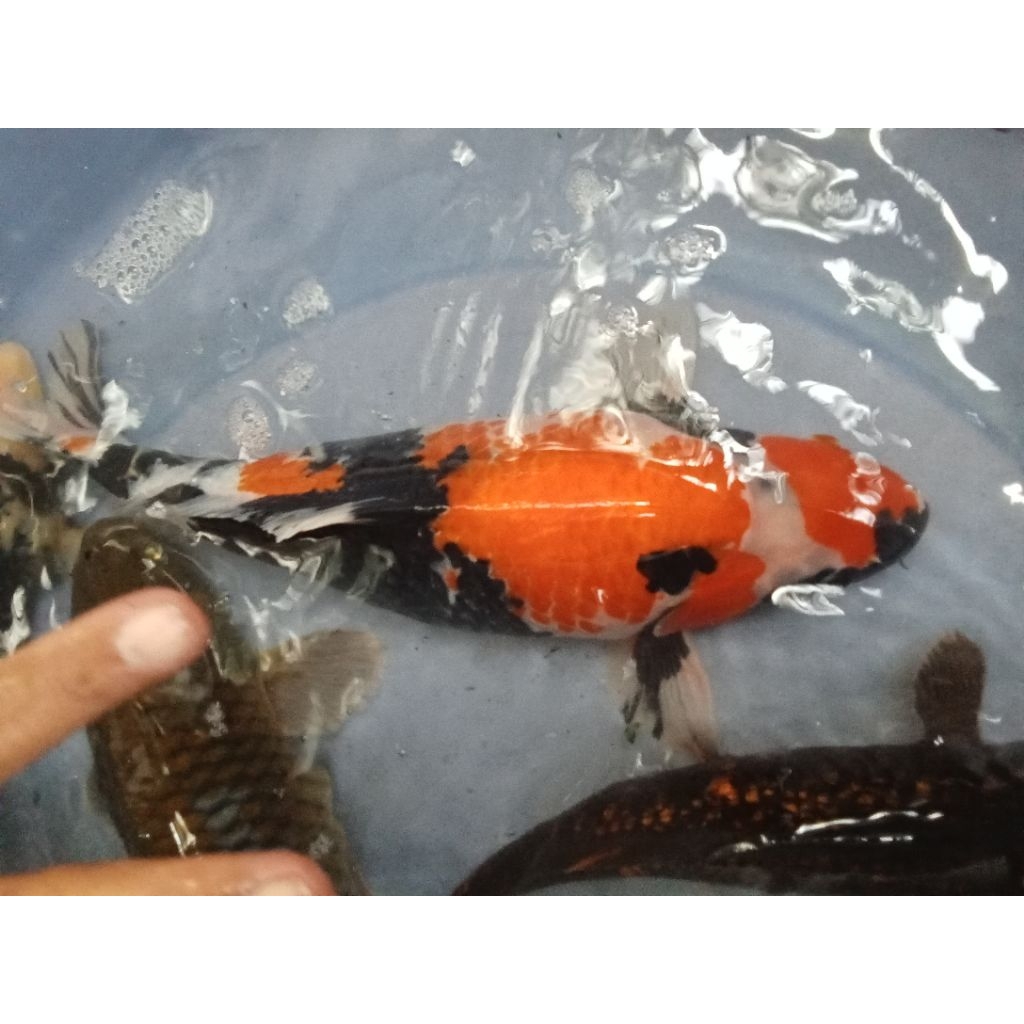 koi Showa Shiro 25-30 cm (instan saja)